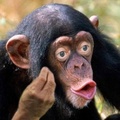 Chimpanzee21
