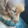 Cornelia